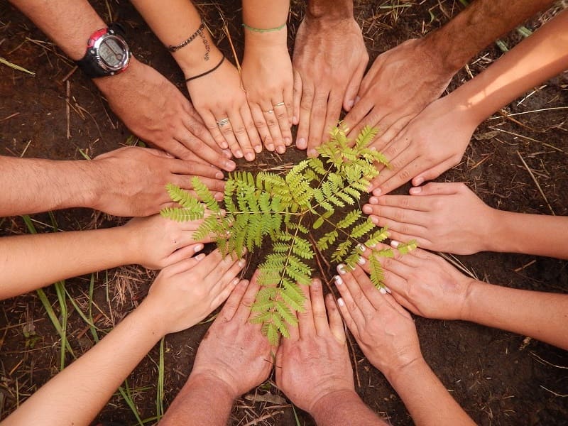 Procura-se área para plantar árvores