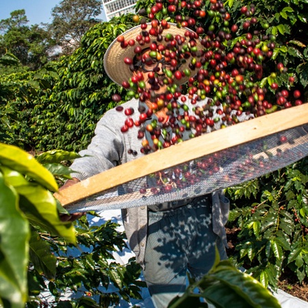 Concurso vai premiar cafés especiais fluminenses