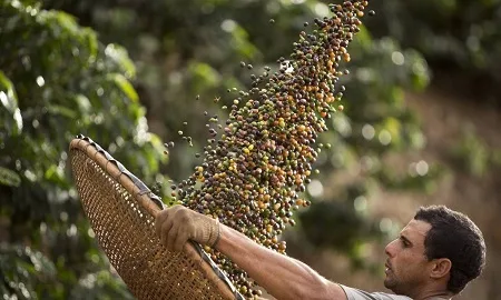 Pesquisa da Conab atualiza dados das safras de café em Bom Jardim e Duas Barras