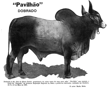 Boi Pavilhão venceu a primeira exposição de Cordeiro e ganhou até dobrado com seu nome