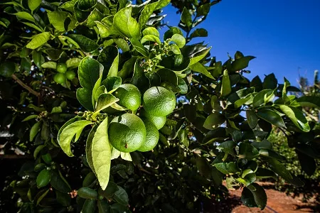 O Brasil é o maior produtor de frutas cítricas do mundo