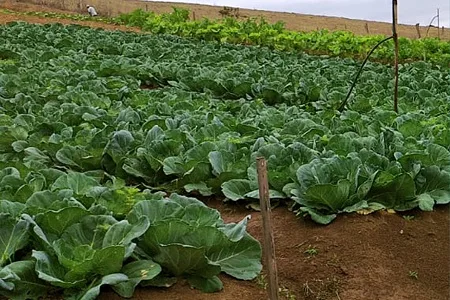Produtos do Horto de Duas Barras serão distribuídos a unidades de saúde, escolas e funcionários municipais