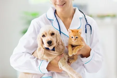 Estácio Nova Friburgo agora conta com o curso de Medicina Veterinária
