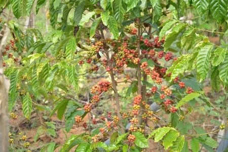 Emater-Rio celebra primeiro produtor de café em São Sebastião do Alto com grão robusta e conilon