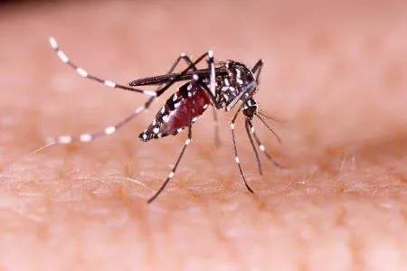 Prefeitura de Carmo alerta população para manter os cuidados de combate à Dengue