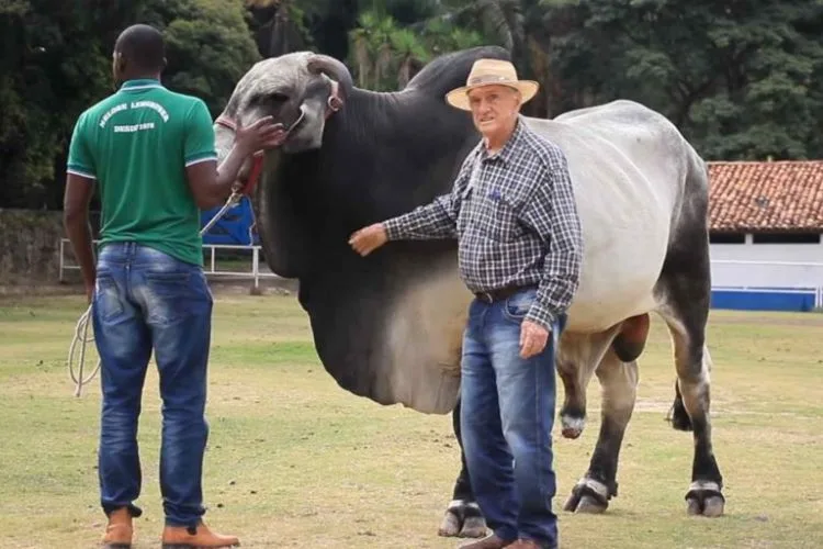 Carmo perde Paulo Lemgruber, um dos precursores da história da pecuária no Brasil
