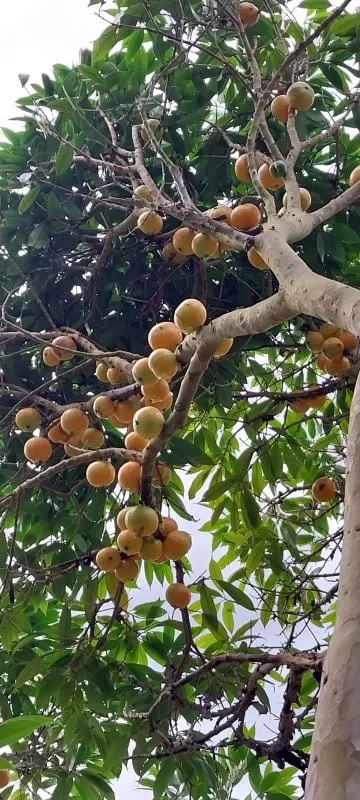 Cambucá, árvore da Mata Atlântica, é símbolo do município de Cantagalo