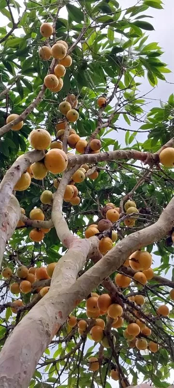 Cambucá, árvore da Mata Atlântica, é símbolo do município de Cantagalo